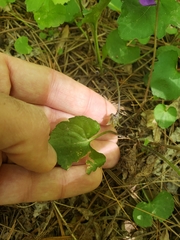 Viola triloba