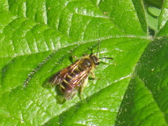 Andrena auricoma