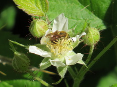 Andrena auricoma