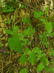 Viola triloba