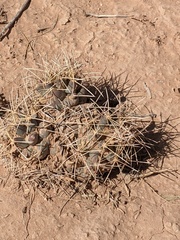 Coryphantha robustispina scheeri