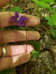 Viola triloba
