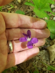 Viola triloba