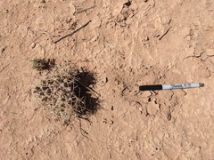 Coryphantha robustispina scheeri