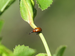 Merhynchites wickhami