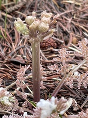 Vesper constancei