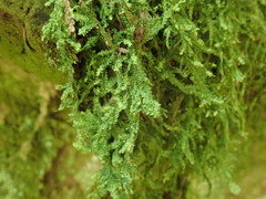 Plagiothecium piliferum