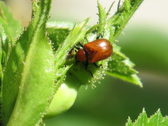 Merhynchites wickhami