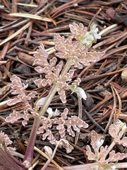 Vesper constancei