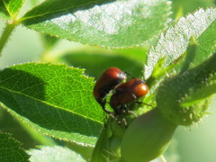 Merhynchites wickhami