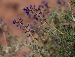 Psorothamnus fremontii