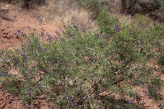 Psorothamnus fremontii