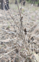 Astragalus suffruticosus