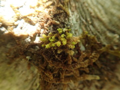 Ulota obtusiuscula