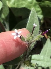 Allophyllum divaricatum