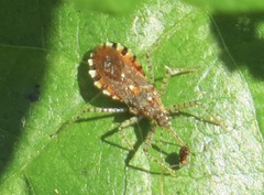 Pselliopus cinctus