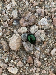 Leptinotarsa haldemani