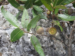 Quercus laurina