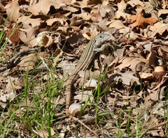 Aspidoscelis gularis