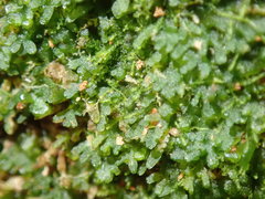 Riccardia latifrons