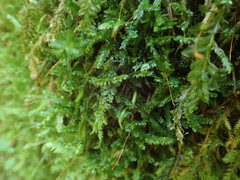 Plagiothecium piliferum