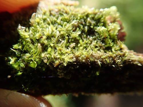 Image of Blepharostoma trichophyllum by no rights reserved