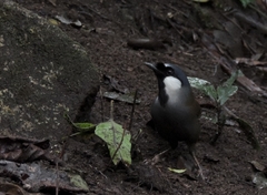 Pterorhinus chinensis