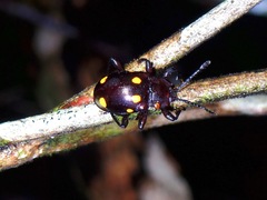 Gerstaeckerus sexguttatus