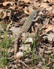 Aspidoscelis gularis