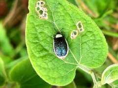 Asphaera albomarginata