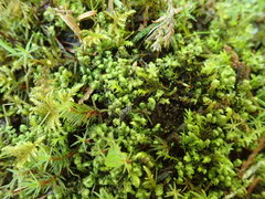 Scapania undulata