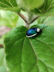 Asphaera albomarginata