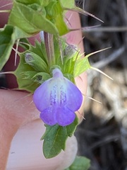 Acanthomintha ilicifolia