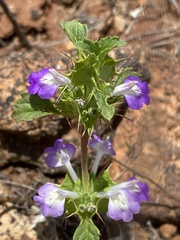 Acanthomintha ilicifolia