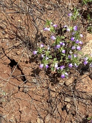 Acanthomintha ilicifolia