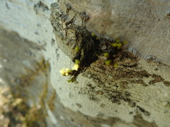 Ulota obtusiuscula