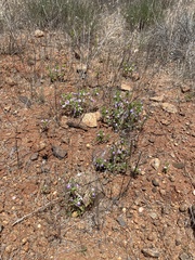 Acanthomintha ilicifolia