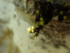 Ulota obtusiuscula