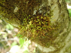 Ulota obtusiuscula