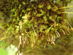 Ulota obtusiuscula