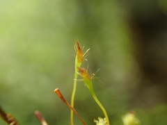 Ulota obtusiuscula
