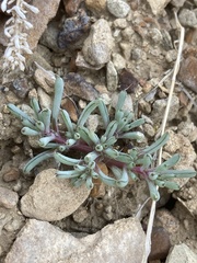 Halogeton glomeratus