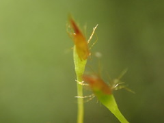 Ulota obtusiuscula