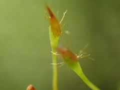 Ulota obtusiuscula