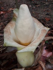 Amorphophallus prainii