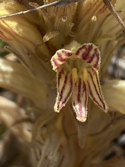 Aphyllon parishii parishii