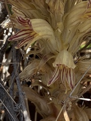 Aphyllon parishii parishii