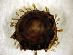 Kokopapa unispathulata