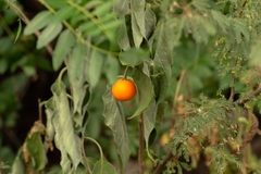 Solanum stuckertii