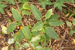 Solanum stuckertii